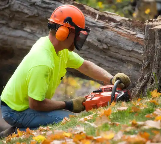 tree services Maysville